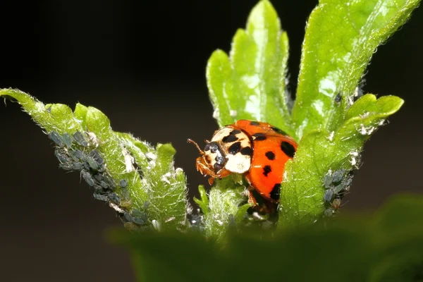 Mariquita. — Foto de Stock