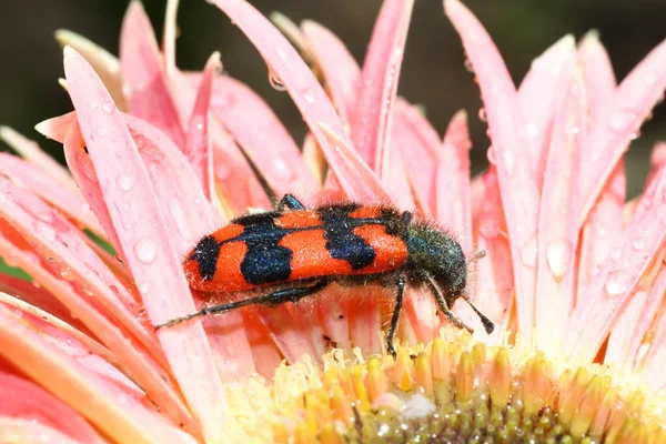 Escarabajo de la abeja — Foto de Stock