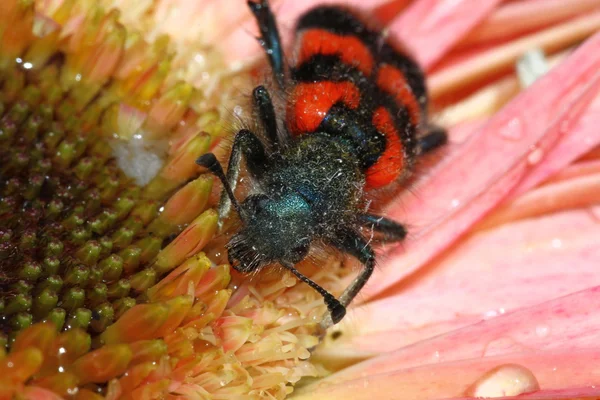 蜜蜂甲虫 — 图库照片