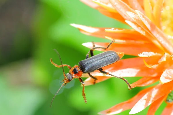 Soldier beetle. — Stock Photo, Image