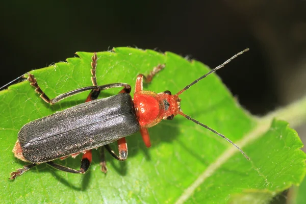 Soldier beetle. — Stock Photo, Image