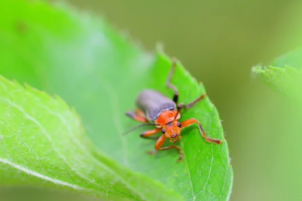 stock image Soldier beetle.