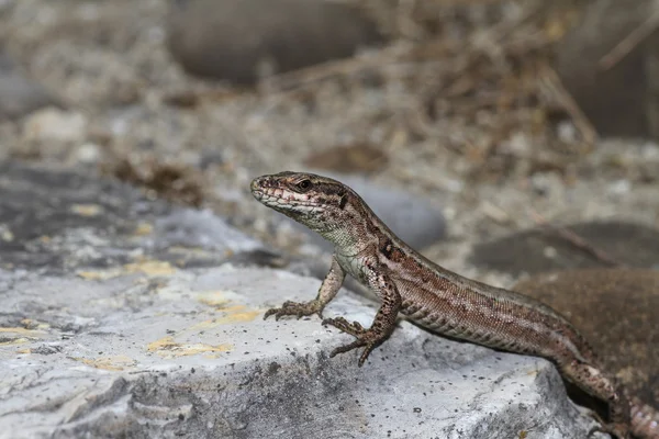 Common wall lizard. — Stock Photo, Image