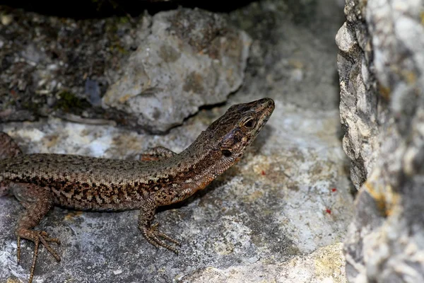 Common wall lizard. — Stock Photo, Image
