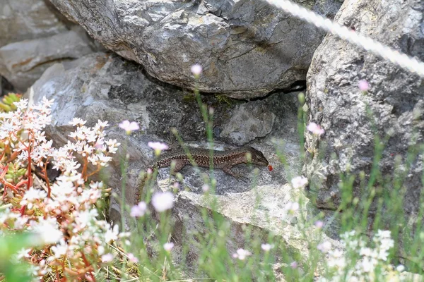 Common wall lizard. — Stock Photo, Image