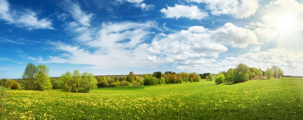 Campo con denti di leone e cielo blu — Foto Stock