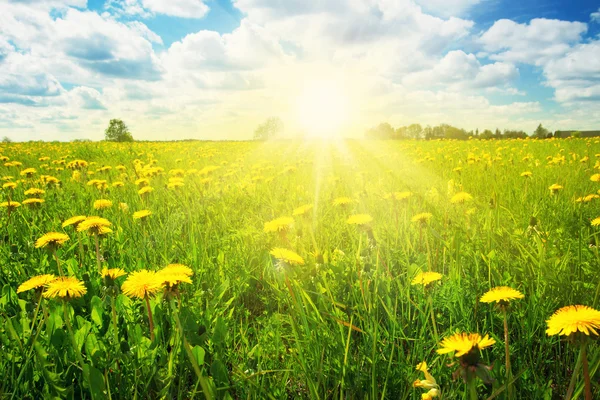 Veld met paardebloemen en blauwe hemel — Stockfoto