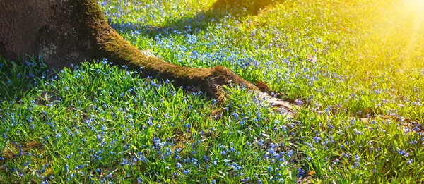 Scilla kwiaty w parku — Zdjęcie stockowe