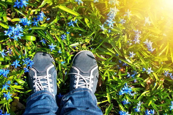 Piedi in piedi su fiori Scilla nel parco — Foto Stock