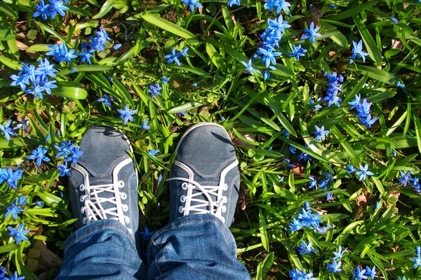 Füße stehen auf Scilla-Blumen im Park — Stockfoto