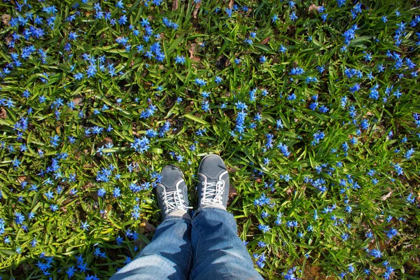 Pés em pé sobre flores Scilla no parque — Fotografia de Stock