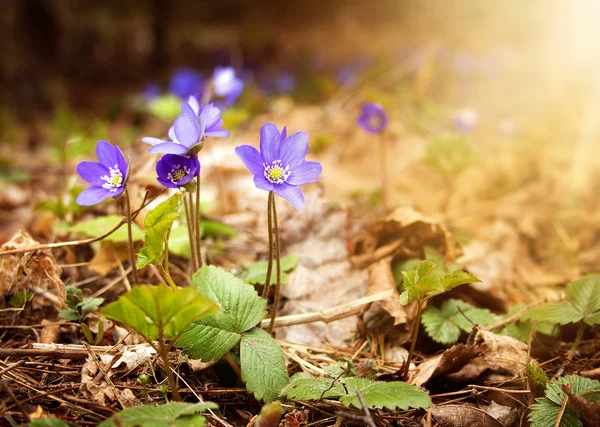 Tavaszi virágok az erdőben — Stock Fotó