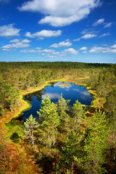 Tourbières Viru au parc national de Lahemaa — Photo