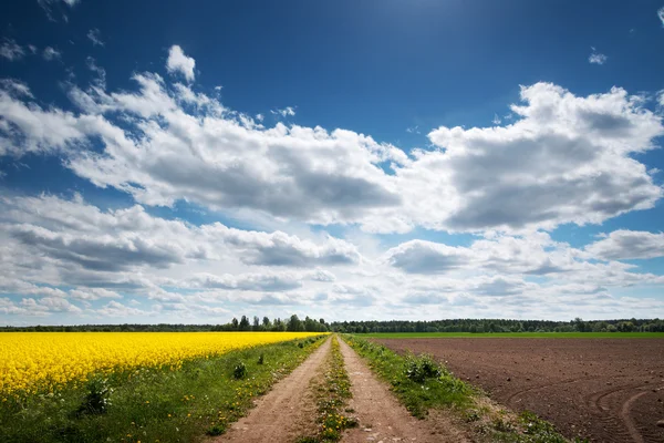 Venkov silnice poblíž řepkové pole v letním dni — Stock fotografie