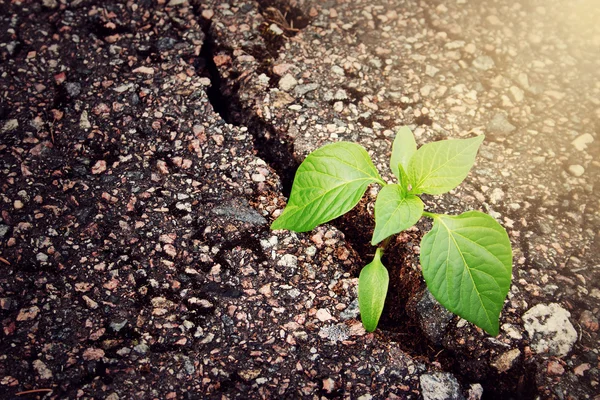 Planta que cresce a partir de crack em asfalto — Fotografia de Stock