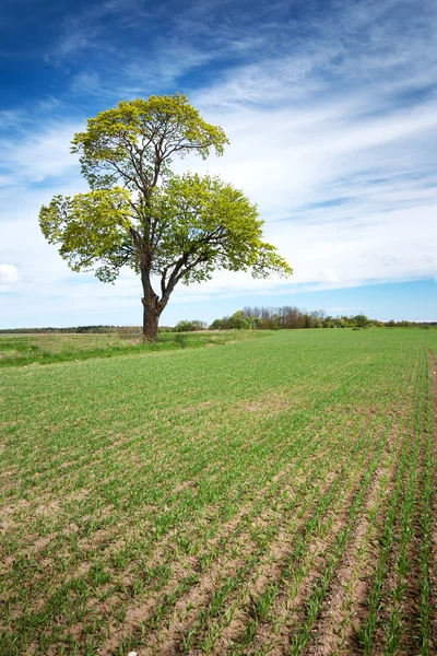 Lonely tree in spring on pature field — Stock Photo, Image