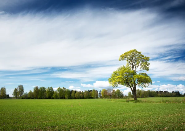 Arbre solitaire au printemps sur champ de pature — Photo