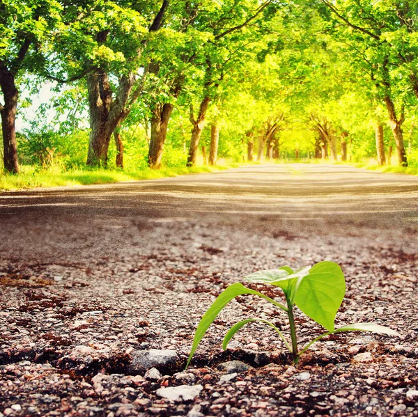 Planta que cresce a partir de crack em asfalto — Fotografia de Stock