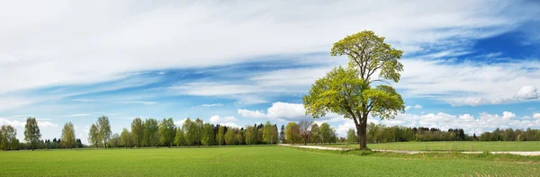 Ensamt träd på våren på pature fältet — Stockfoto