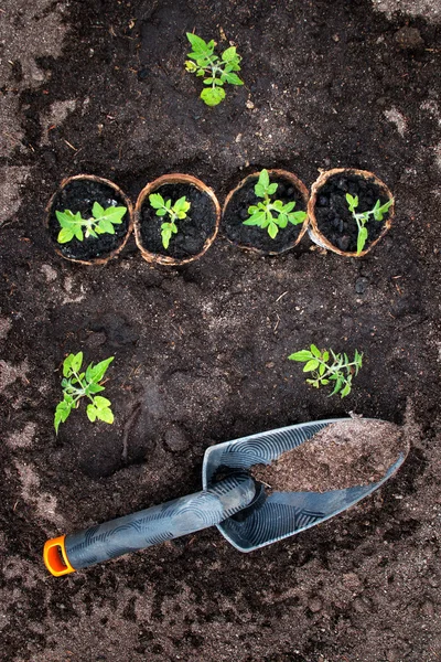 Sadzonki pomidorów na czarnej ziemi w szklarni — Zdjęcie stockowe