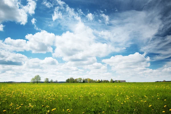 Campo con dientes de león y cielo azul — Foto de Stock