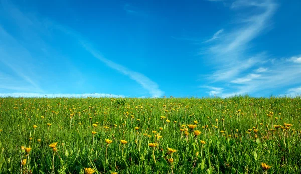 Veld met paardebloemen en blauwe hemel — Stockfoto