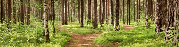 Panorama bosque de pinos —  Fotos de Stock
