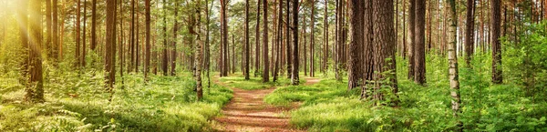 Fenyő erdő panoráma — Stock Fotó