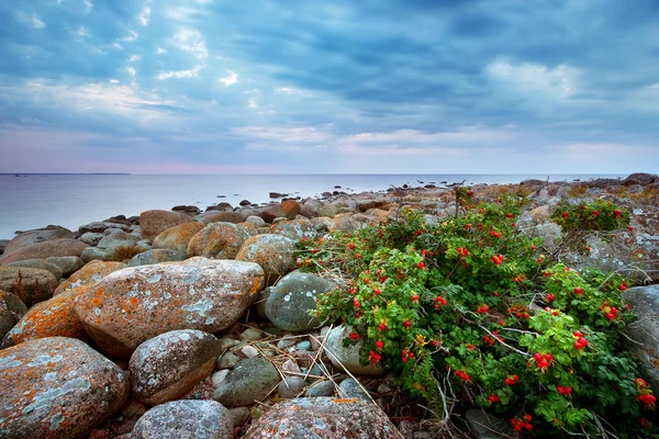 Rocky shores at the sea — Stock Photo, Image