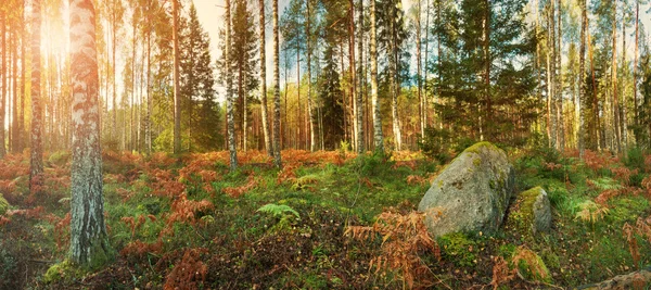 Birken- und Tannen-Waldpanorama — Stockfoto