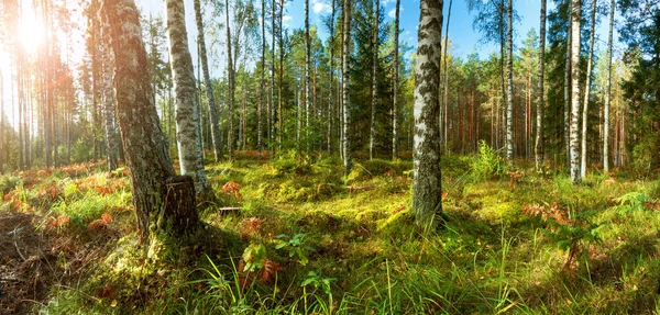Panorama da floresta de bétula e abeto — Fotografia de Stock