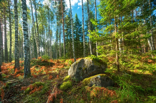 Birken- und Tannen-Waldpanorama — Stockfoto