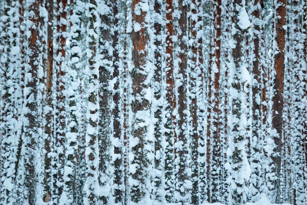 Tallskog på vintern — Stockfoto