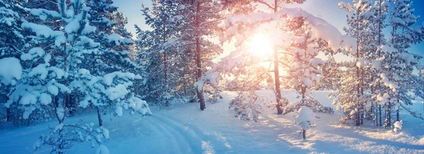 Pinos cubiertos de nieve —  Fotos de Stock