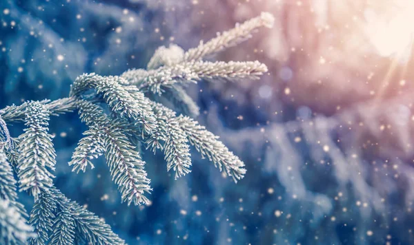 Όμορφο Δέντρο Χειμερινό Τοπίο Αργά Βράδυ Χιονόπτωση — Φωτογραφία Αρχείου