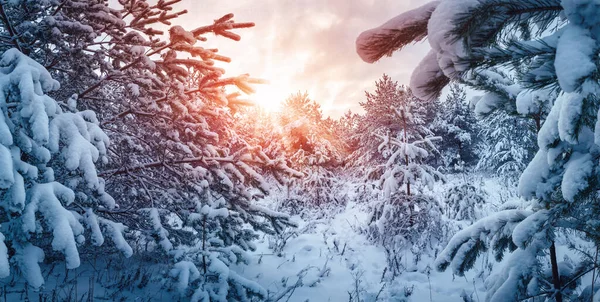 Wintersonnenuntergang im sonnigen, verschneiten Wald. — Stockfoto