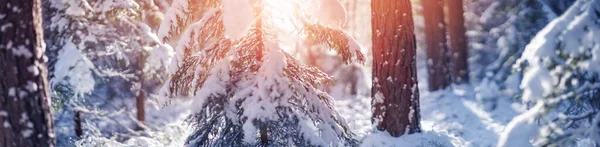 Vackra träd täckta med snö på frostig dag — Stockfoto