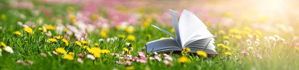 Open Book Grass Field Sunny Day Spring Beautiful Meadow Daisy — Stock Photo, Image