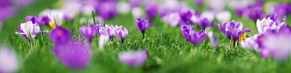 Szekrény panorámás kilátás nyílik a tavaszi virágok a parkban — Stock Fotó