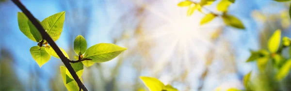 Nuevas hojas frescas sobre fondo verde primavera — Foto de Stock