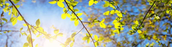 New fresh leaves on green spring background — Stock Photo, Image