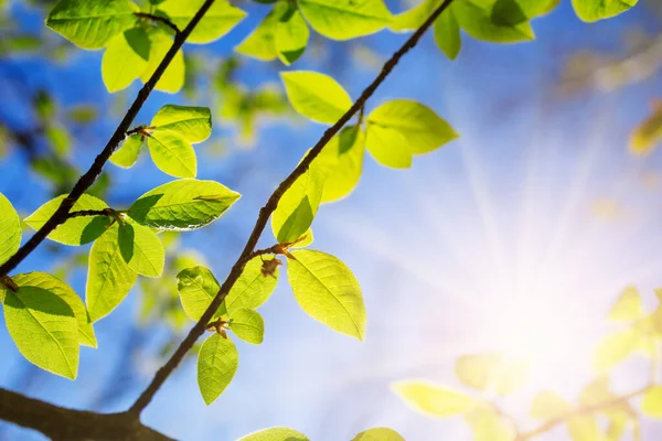 Nowe świeże liście na zielonym tle wiosny — Zdjęcie stockowe