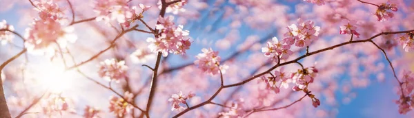 Niewyraźne gałązki drzewa sakura na niebieskim tle. — Zdjęcie stockowe