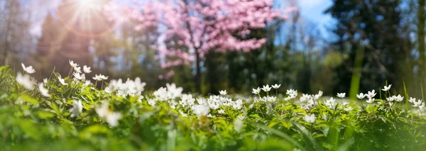 Drewno z dużą ilością białych wiosennych kwiatów Oxalis w słoneczny dzień — Zdjęcie stockowe
