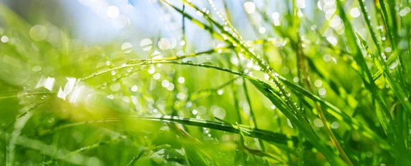 Fondo de hierba verde fresca en el soleado día de verano — Foto de Stock