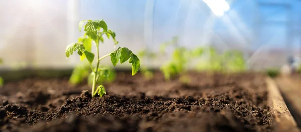 Junge Tomatensetzlinge wachsen im Boden des Gewächshauses — Stockfoto