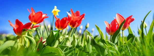 Tulipes rouges et jonquilles jaunes dans les parterres du jardin au printemps — Photo