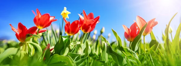 Červené tulipány v záhonech na zahradě na jaře — Stock fotografie