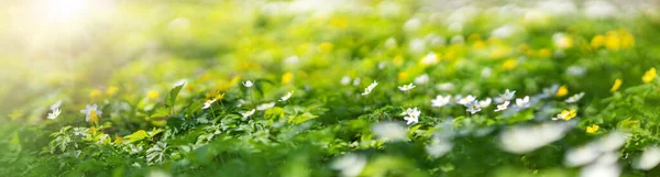 Bosque con un montón de flores silvestres de primavera blancas y amarillas en un día soleado —  Fotos de Stock