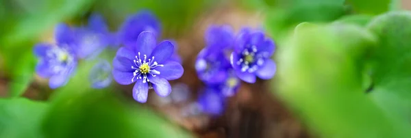 Primavera azul flores selvagens em dia ensolarado — Fotografia de Stock